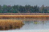 The Swale_18311